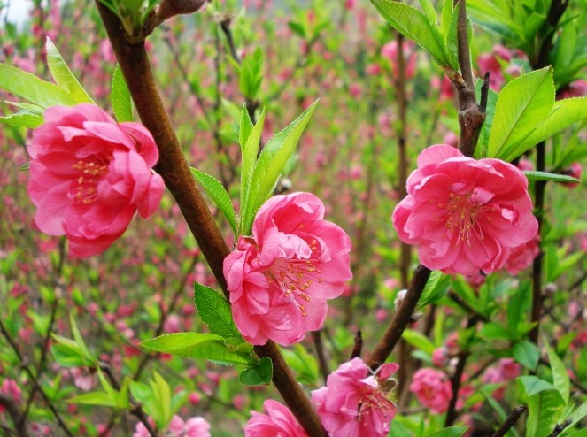 第三屆中國（永春）北(běi)溪桃花文化(huà)旅遊節