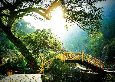 北(běi)溪十二景之古榕初日